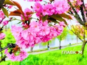 Погода в Україні на 6 травня: сонячно, без опадів