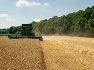 Рекордний урожай зерна в Росії обернувся збитками для аграріїв: причини та наслідки