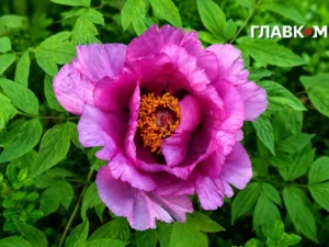 Погода на 18 травня 2026 року в Україні: на півночі дощі з грозами, прогноз на день