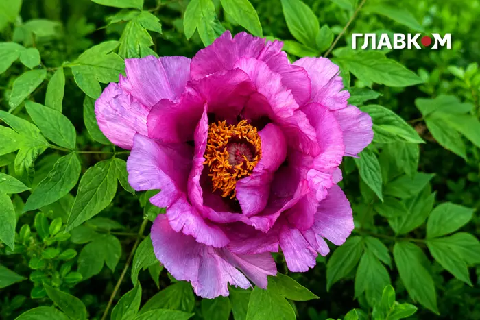 Погода на 18 травня 2026 року в Україні: на півночі дощі з грозами, прогноз на день